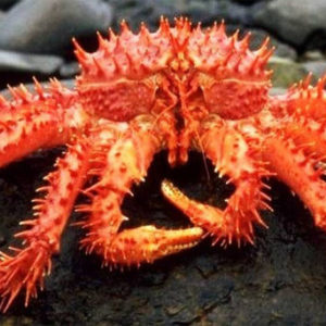 Chilean King Crab
