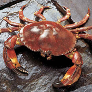 Chilean Rock Crab